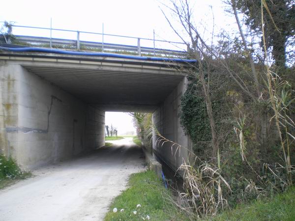 Tritoni sotto l''autostrada